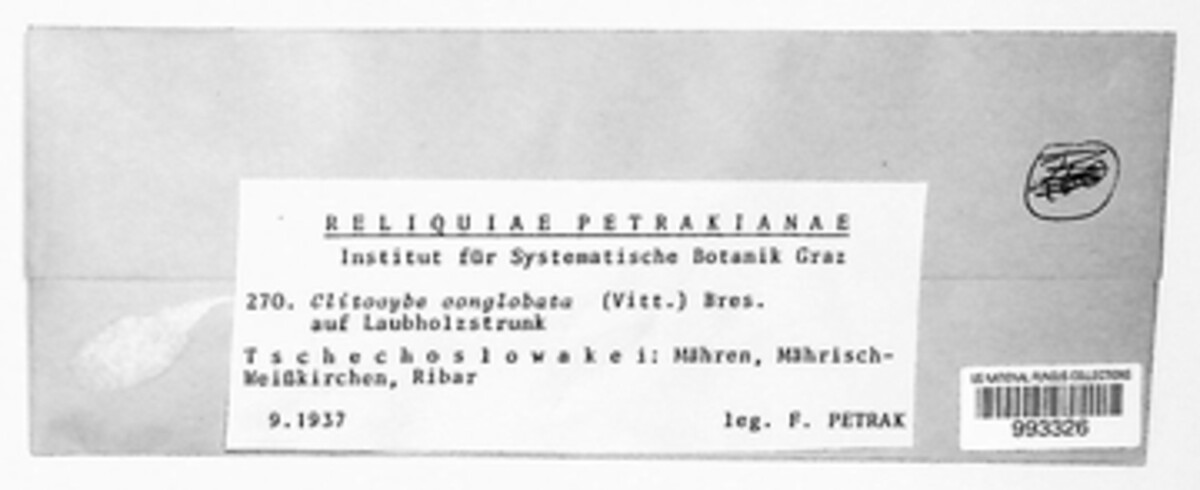 Lyophyllum decastes image